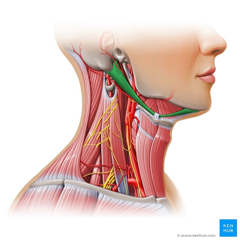 دیگاستریک | Digastric