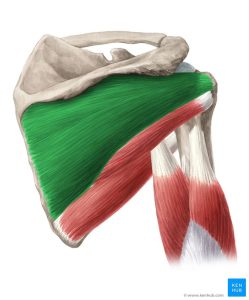 اینفرا اسپیناتوس | Infraspinatus