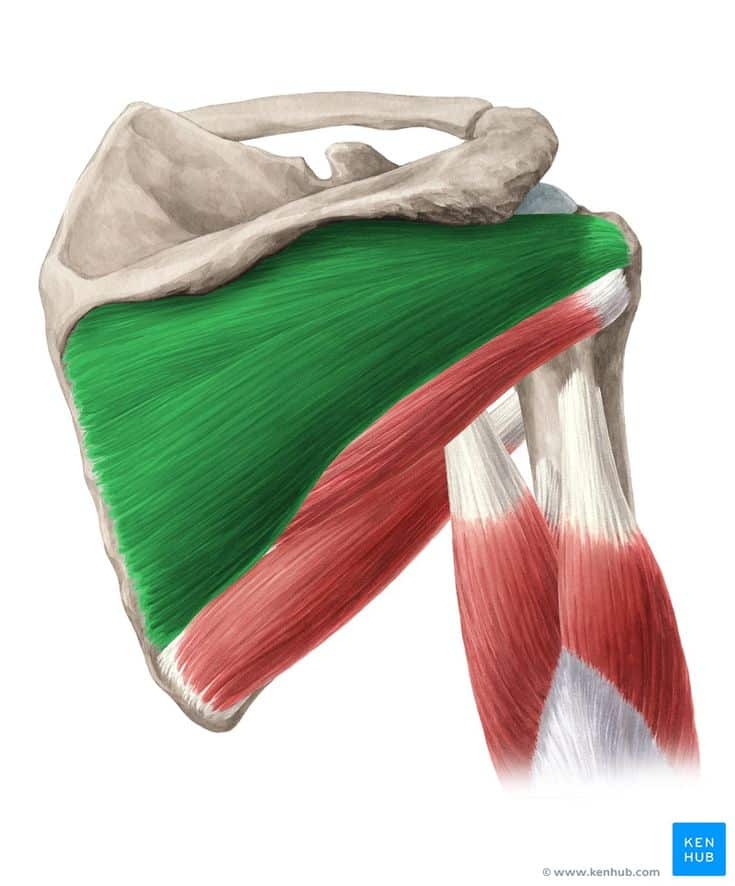 Infraspinatus