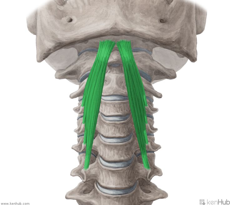طولی سری | Longus capitis