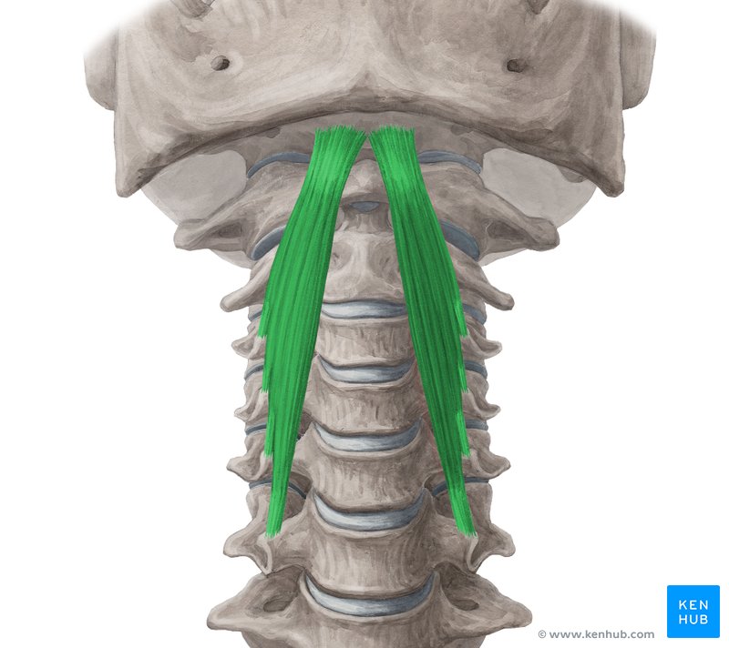 Longus capitis
