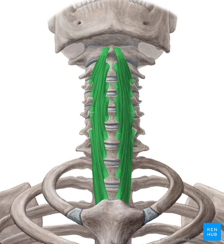 طولی گردن | Longus colli