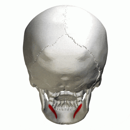 مایلوهیوئید | Mylohyoid