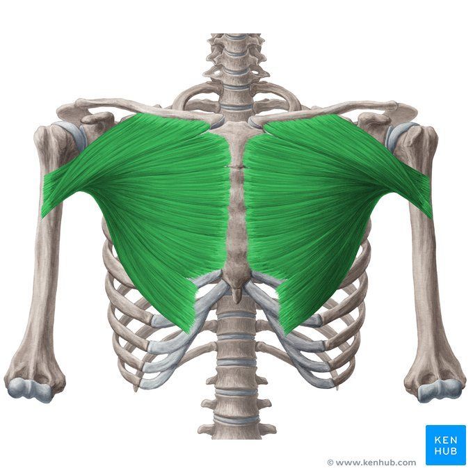 عضله سینه‌ای بزرگ | Pectoralis Major