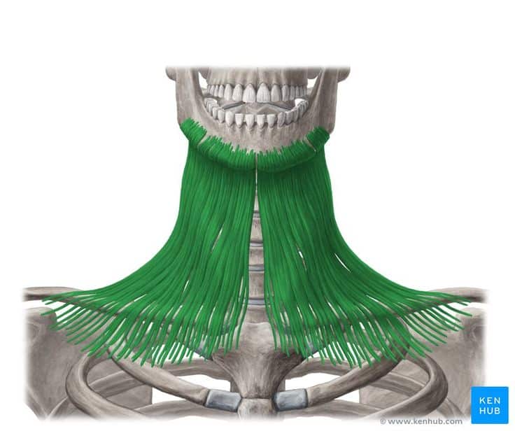  پلاتیسما | Platysma