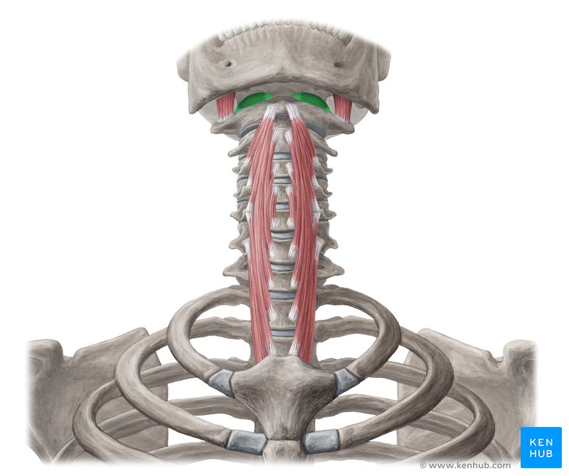 راست قدامی سری | Rectus capitis anterior
