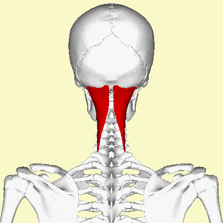 نیمه‌خاری سری | Semispinalis capitis