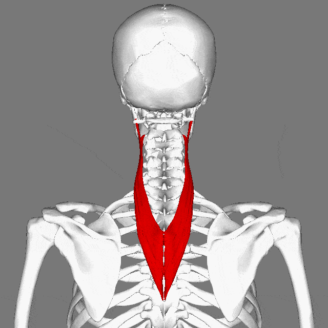 اسپلنیوس گردنی | Splenius cervicis