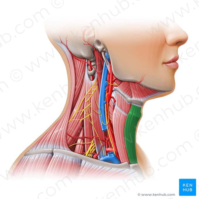 جناغی‌ هیوئیدی | Sternohyoid