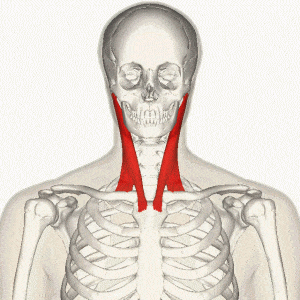  جناغی‌ چنبری‌ پستانکی | Sternocleidomastoid
