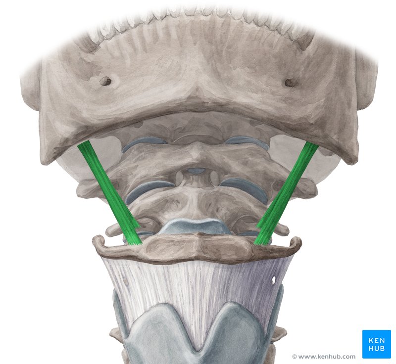 استیلوهیوئید | Stylohyoid