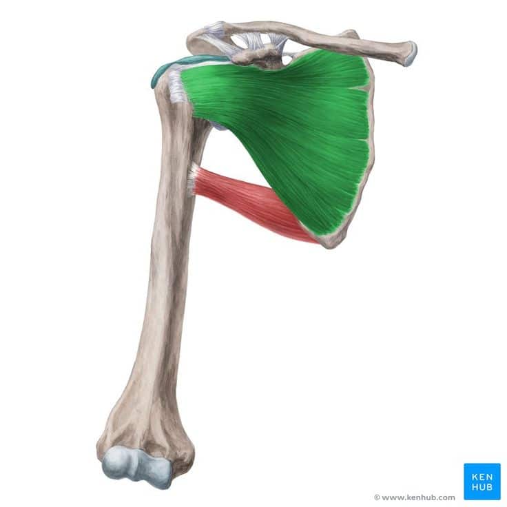 Subscapularis
