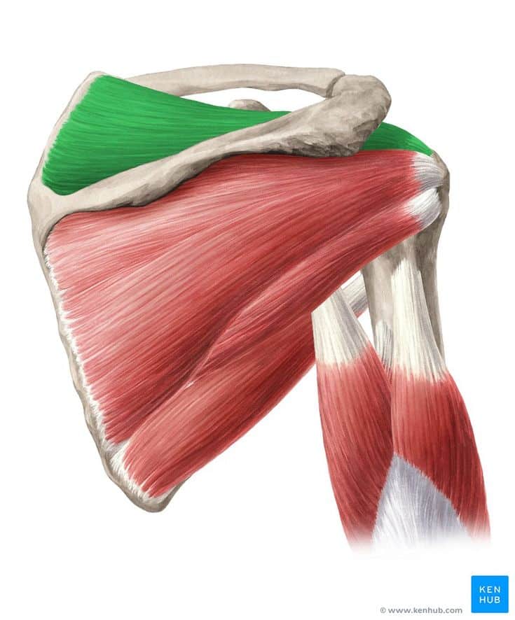 Supraspinatus muscle