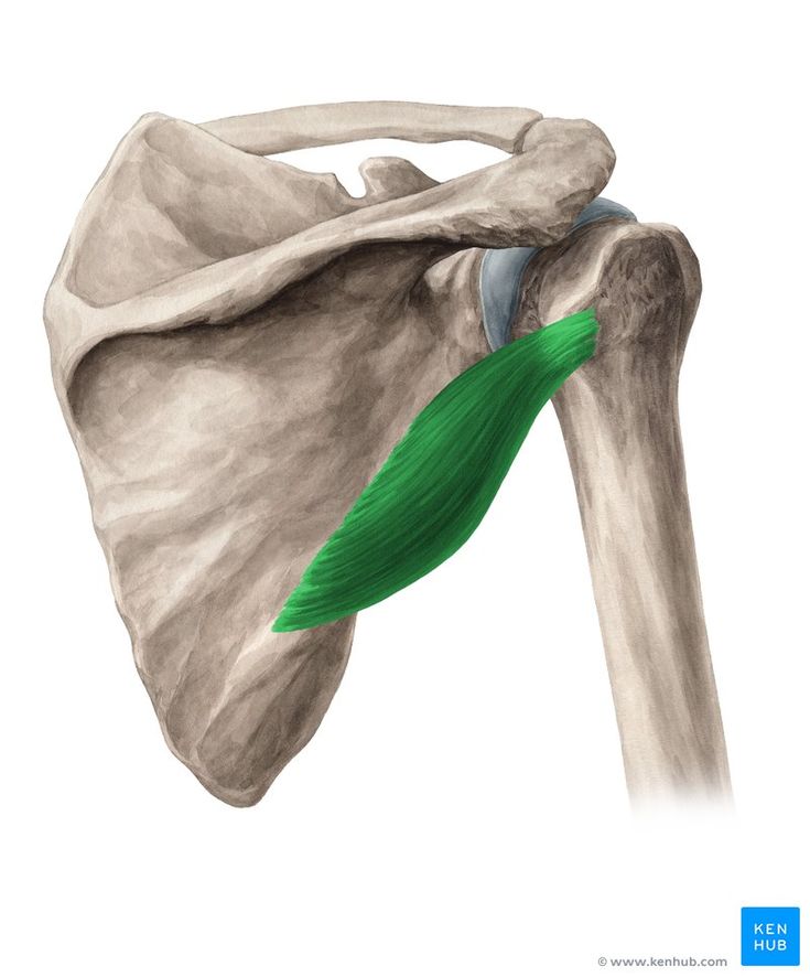 Teres Minor