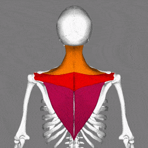 ذوزنقه‌ای | Trapezius