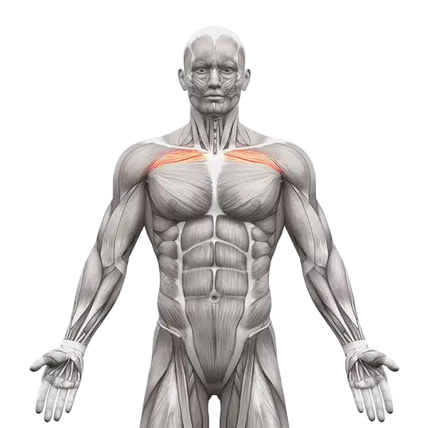 قسمت بالایی سینه | Upper Chest Muscles