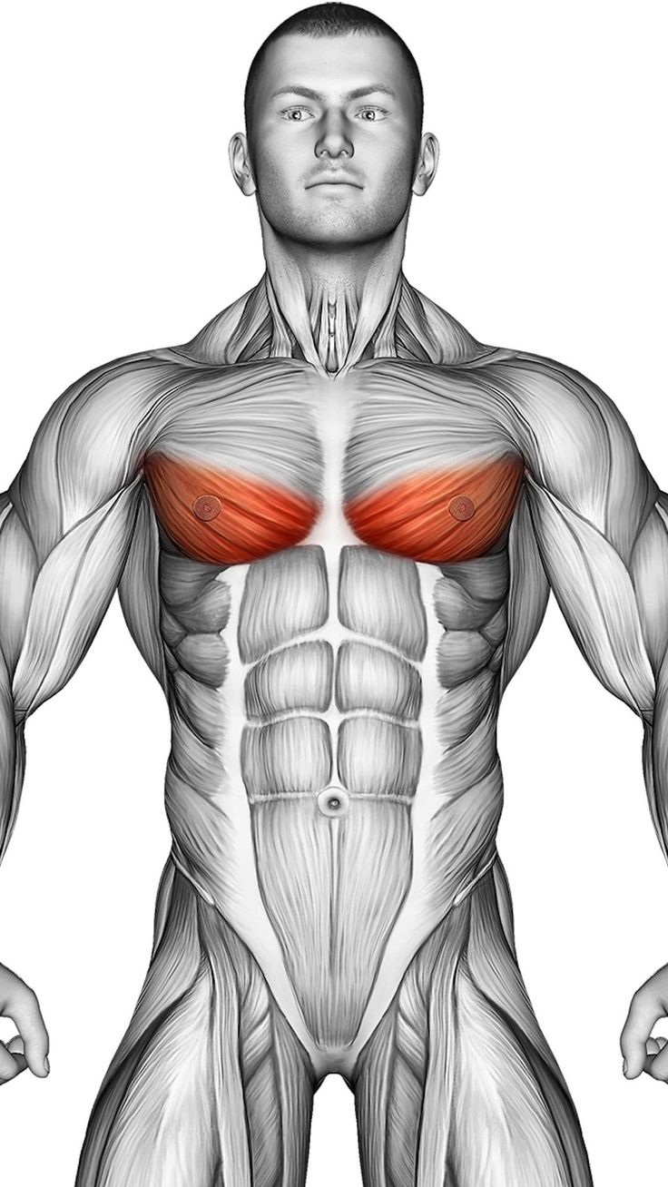قسمت پایین سینه | Lower Chest Muscles