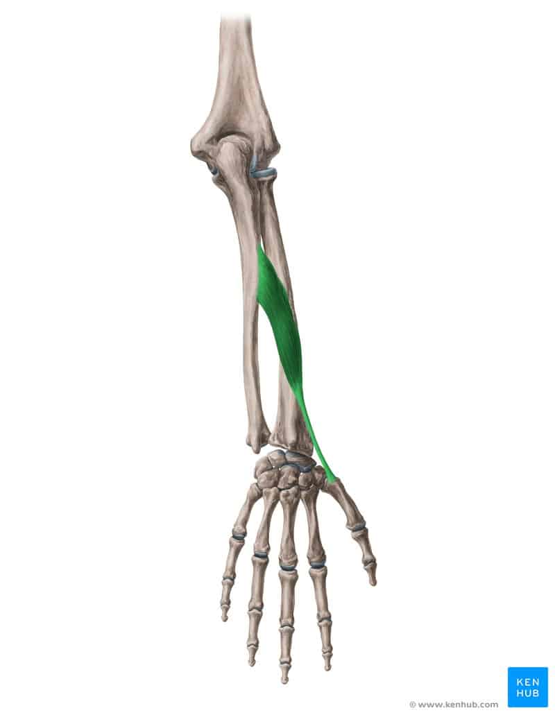 عضله دورکننده بلند شست