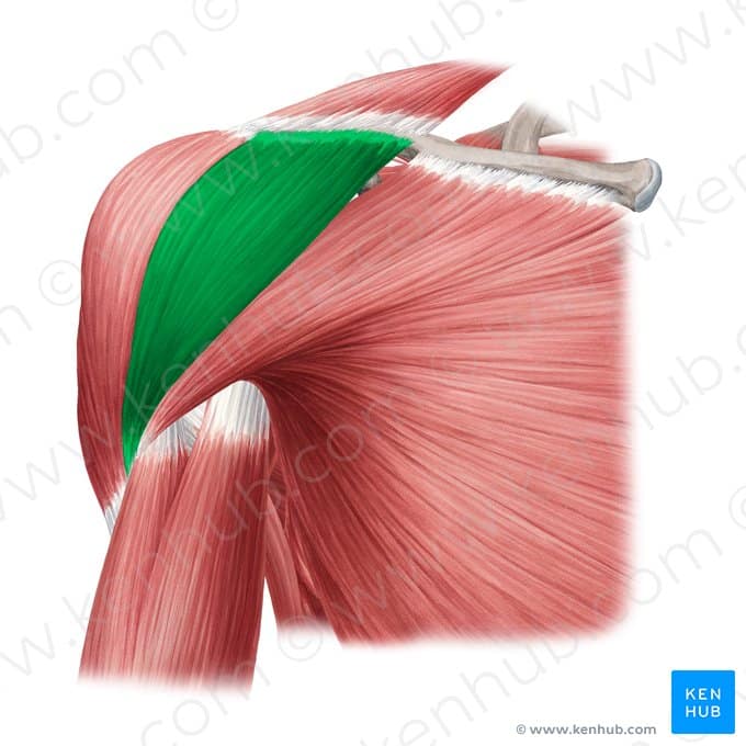 Anterior Deltoid Muscle