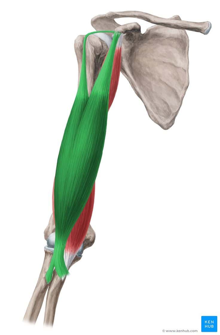 Biceps Brachii Muscle