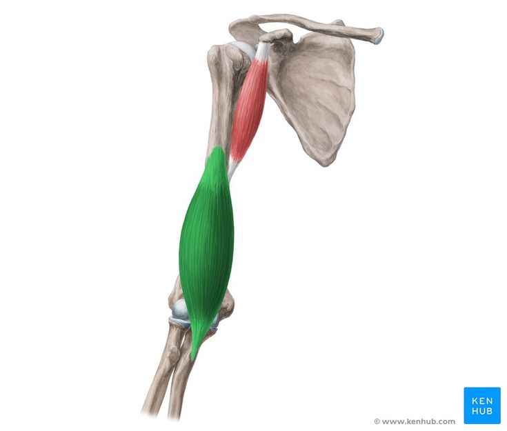 Brachialis Muscle