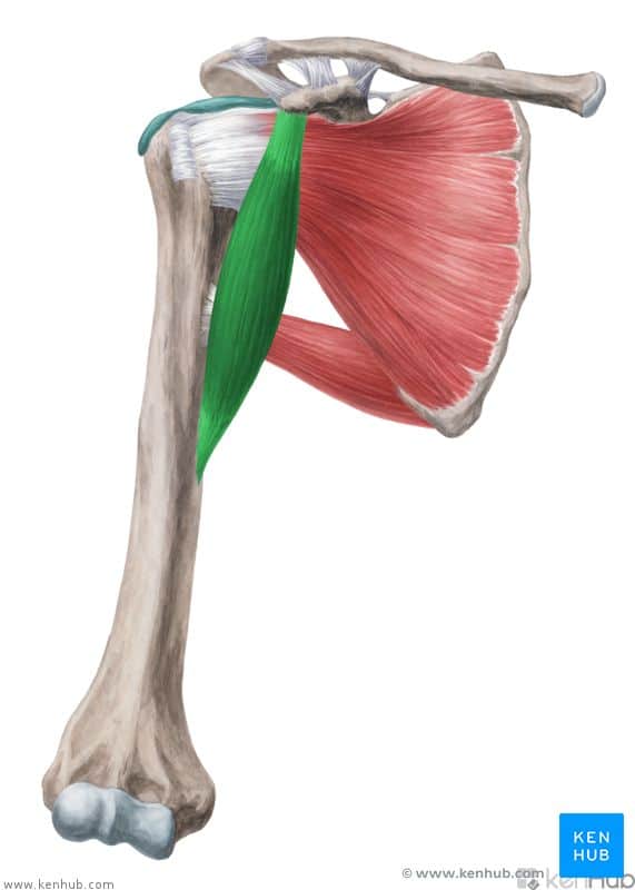 Coracobrachialis muscle