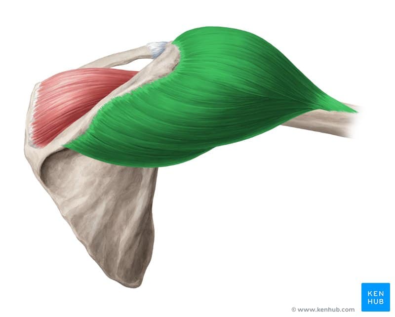 Deltoid Muscle