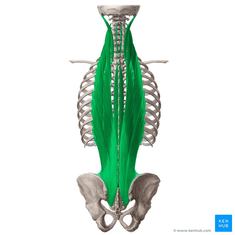 Erector spinae muscles