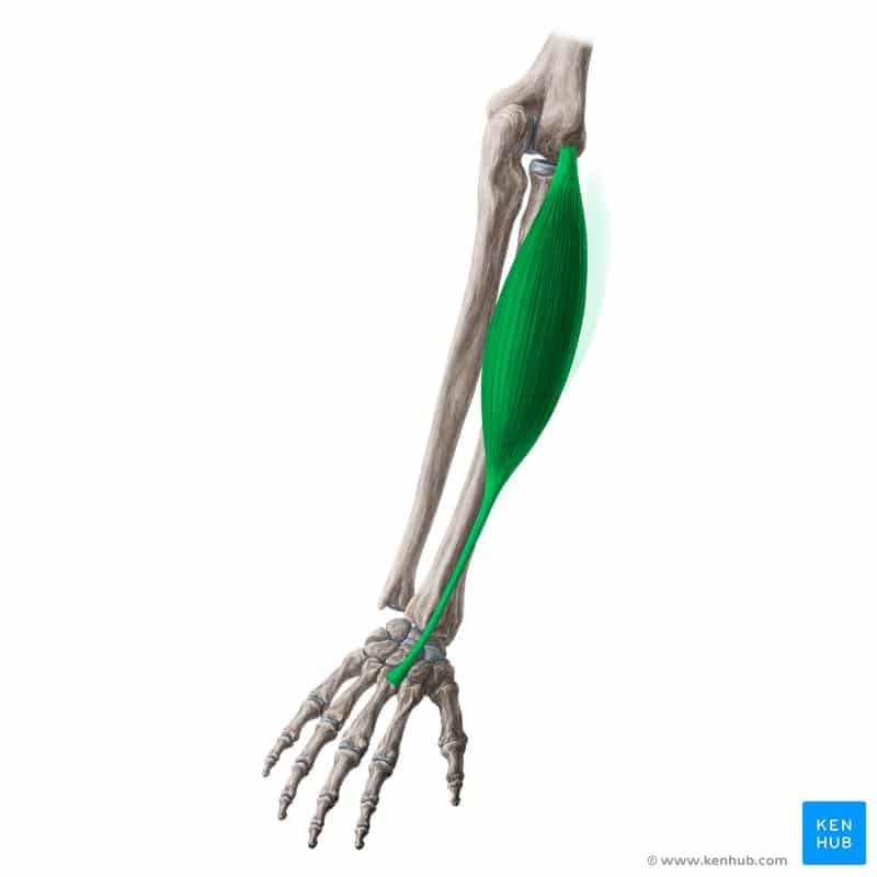 عضله بازکننده مچ دست رادیال کوتاه