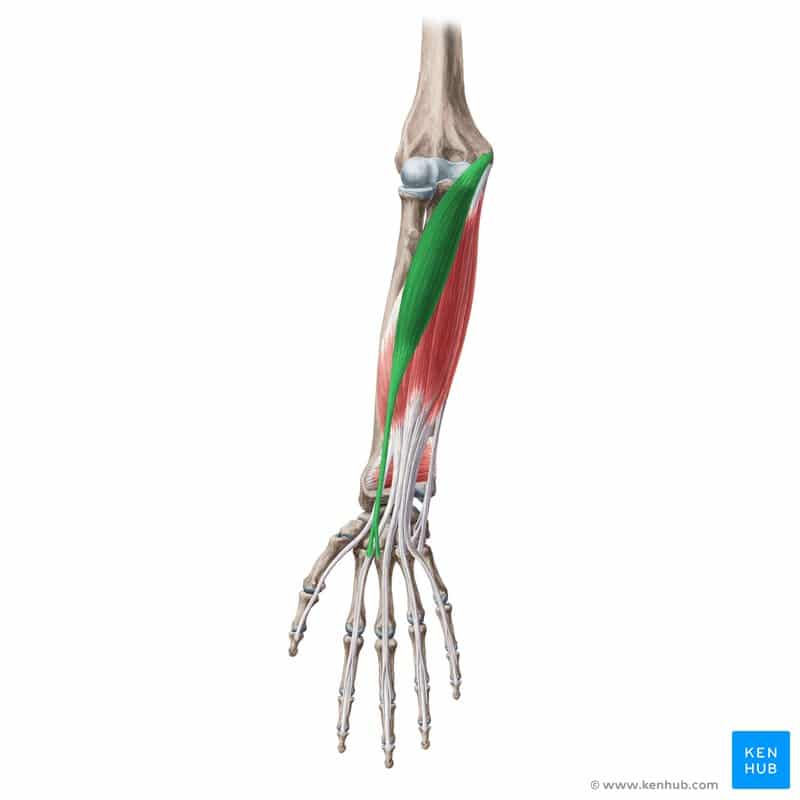 عضله خم‌کننده مچ دست رادیال