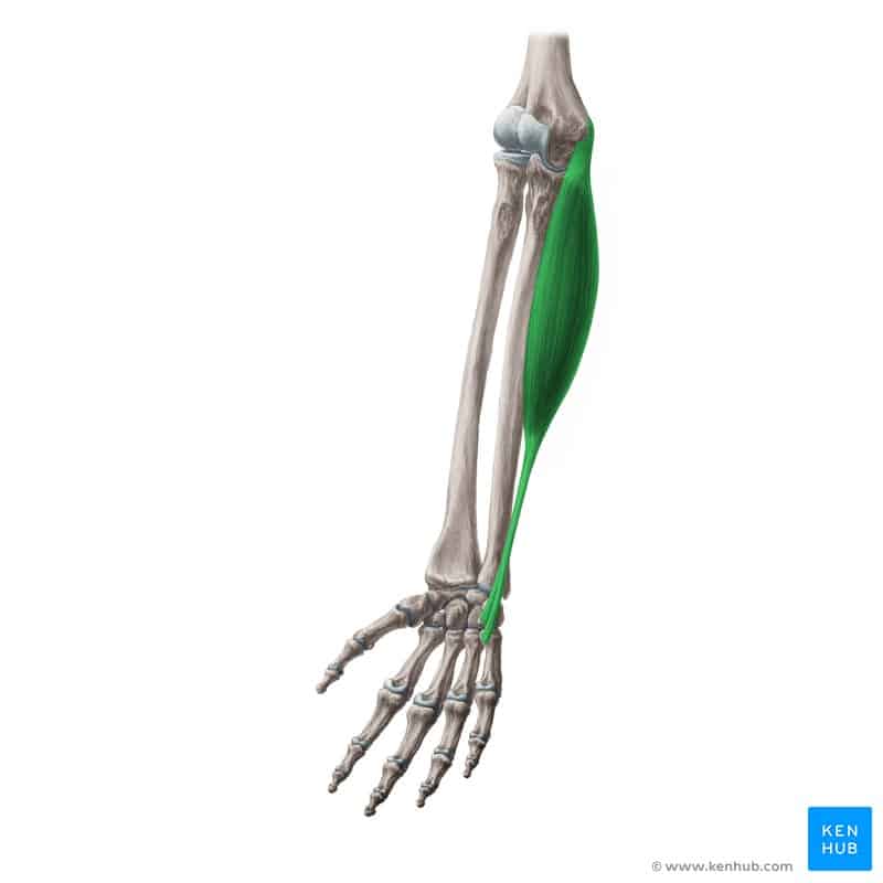 عضله خم‌کننده مچ دست اولناری