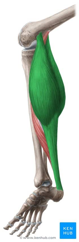 عضله دوقلو ساق پا