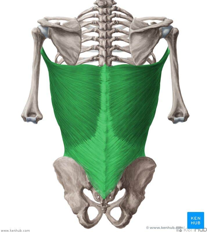 Latissimus dorsi muscle | Lats
