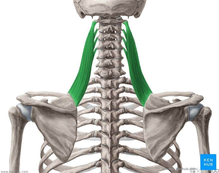 Levator scapulae muscle