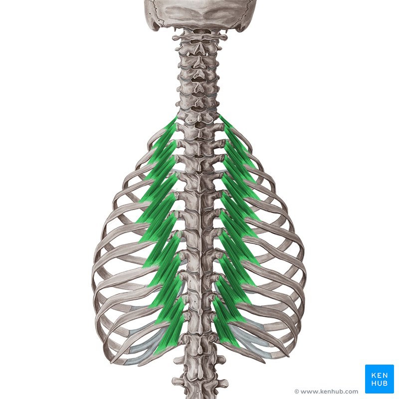 Levatores Costarum Muscle