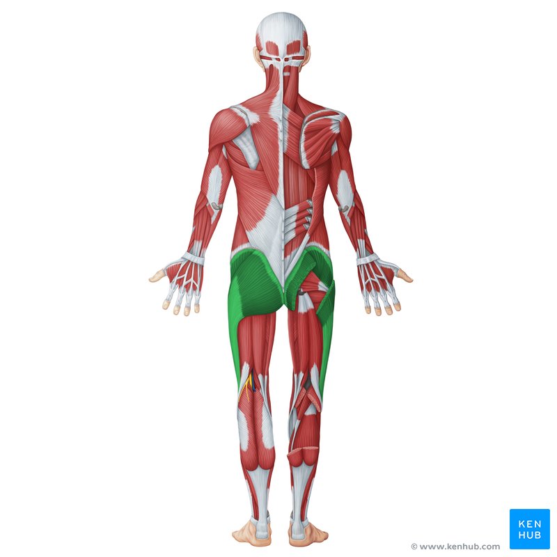عضلات سرینی و لگن