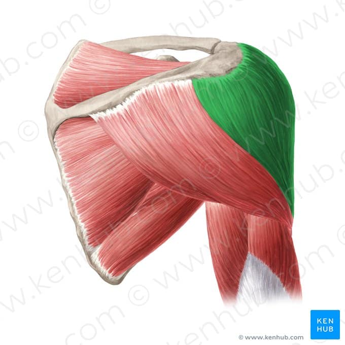 Middle Deltoid Muscle