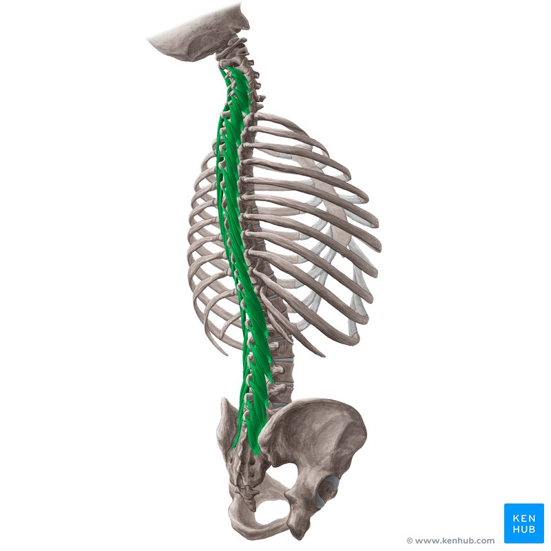 Multifidus Muscle