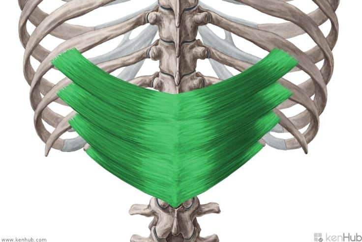Serratus Posterior Inferior Muscle