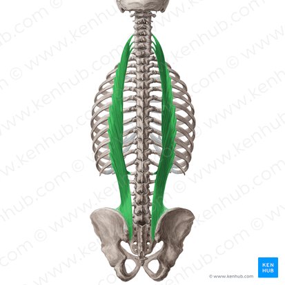 Musculus_iliocostalis