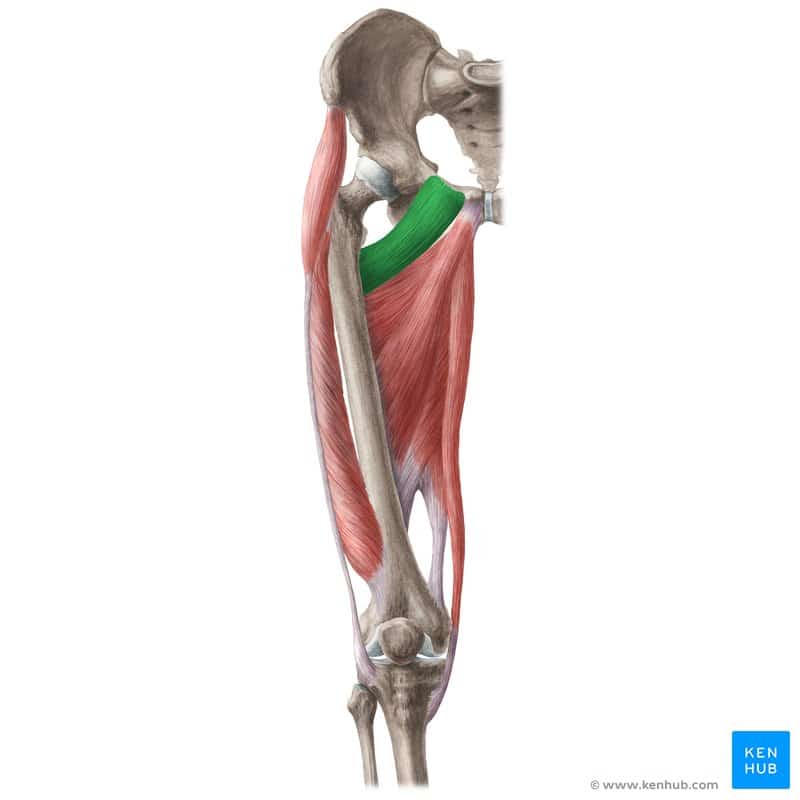 عضله شانه‌ای ران