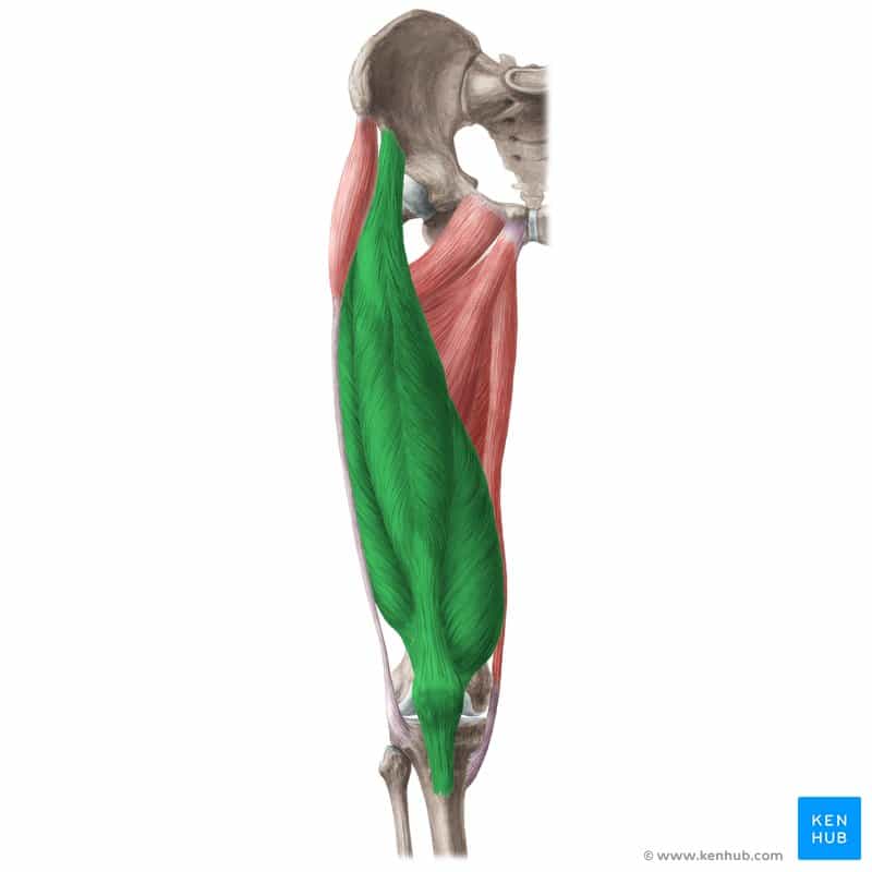 عضله چهارسر رانی