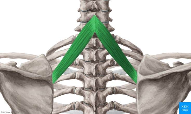 Rhomboid Minor Muscle