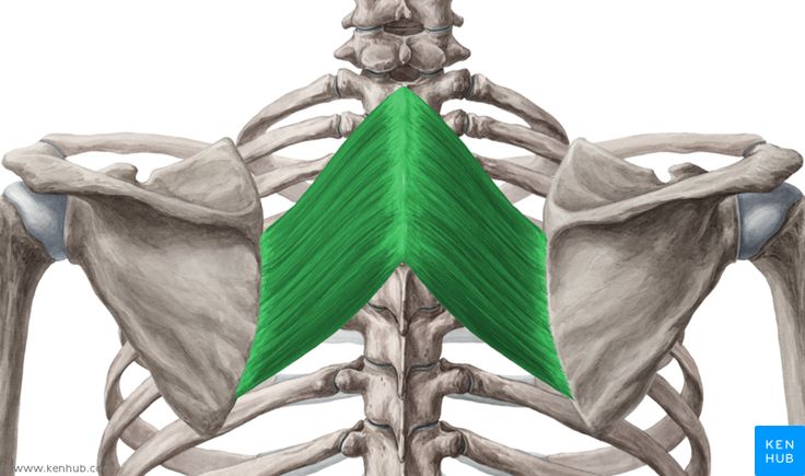Rhomboid Muscle