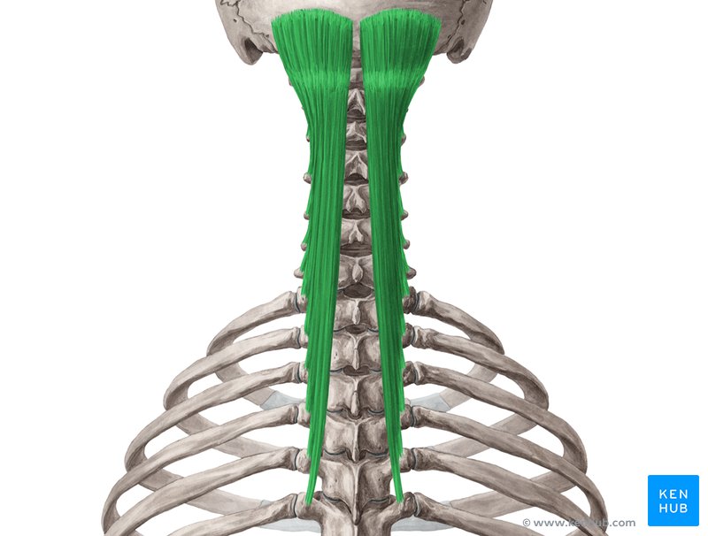 Semispinalis capitis