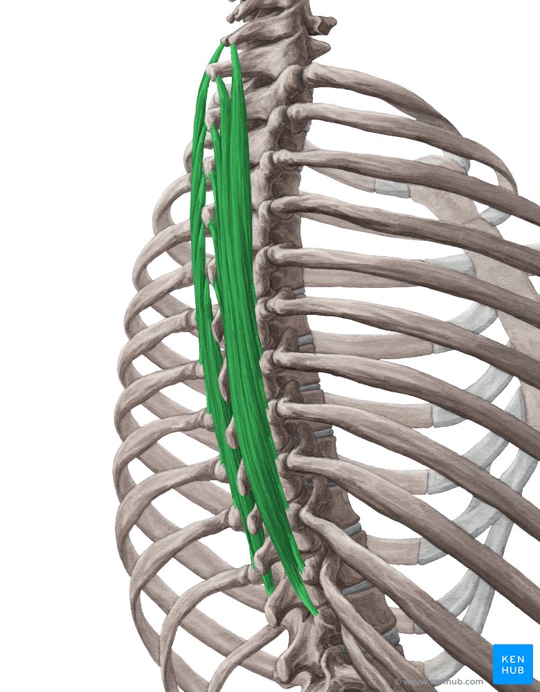 SemispinalisThoracis Muscle