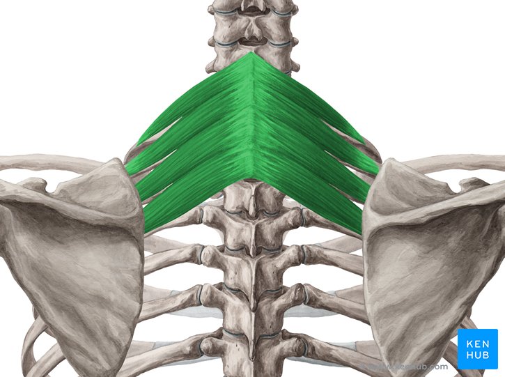 Superior Posterior Serratus Muscle
