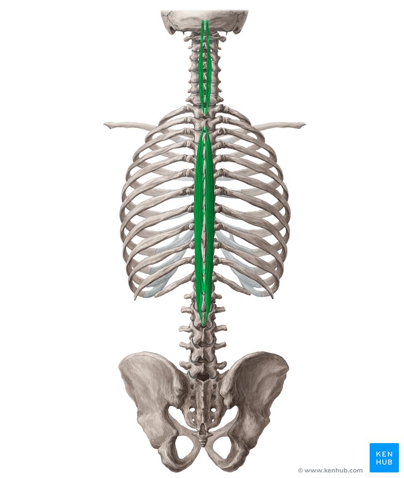 Spinalis Muscle
