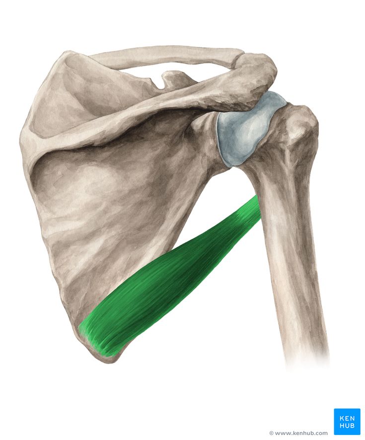 Teres major muscle