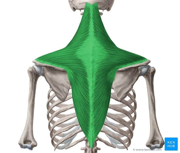 Trapezius muscle